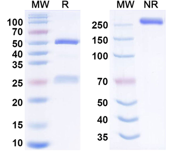 Zadoprubart Human Monoclonal Antibody