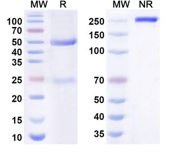 Turenkibart Human Monoclonal Antibody