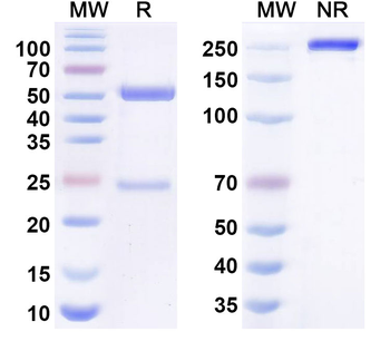 Arumakimig Human Monoclonal Antibody