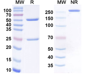 Pemivibart Human Monoclonal Antibody
