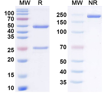 Tizetatug Human Monoclonal Antibody