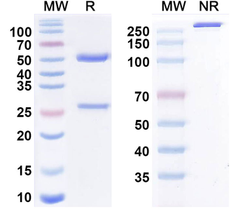 Retavibart Human Monoclonal Antibody