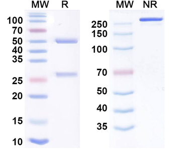 Firsekibart Human Monoclonal Antibody