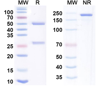 B7-H4/CD3 Human Monoclonal Antibody