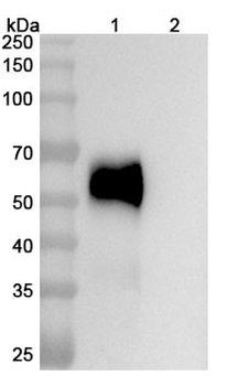 Astegolimab Mouse Monoclonal Antibody