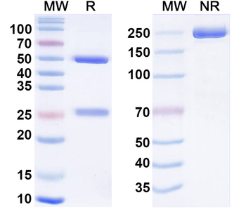 HRSV F/Fusion glycoprotein F0 Human Monoclonal Antibody