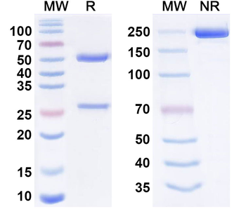 HRSV F/Fusion glycoprotein F0 Human Monoclonal Antibody