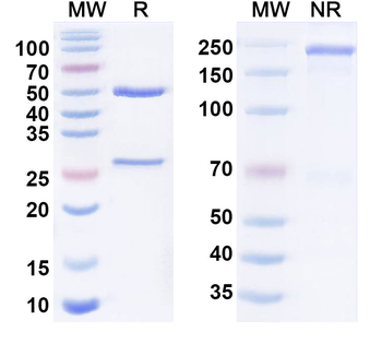 DLL3 & CD47/MER6 Human Monoclonal Antibody