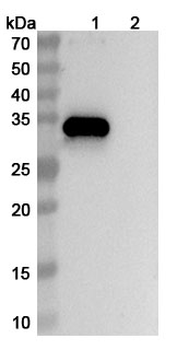 CD38 & BCMA & CD3 Human Monoclonal Antibody