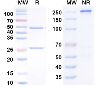 H3N2 HA / Stem Domain (Stalk) Human Monoclonal Antibody