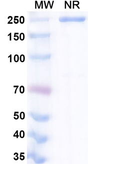 IL11 Human Monoclonal Antibody