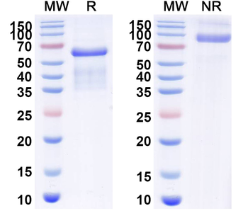 MAGEA4 Human Monoclonal Antibody