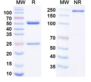 CD255/TNFSF12/TWEAK Human Monoclonal Antibody