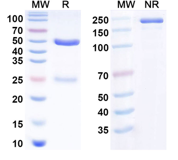 APP/Amyloid beta Human Monoclonal Antibody
