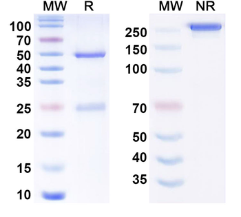 APP/Amyloid beta Human Monoclonal Antibody