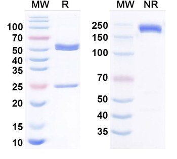 CD117/KIT Human Monoclonal Antibody