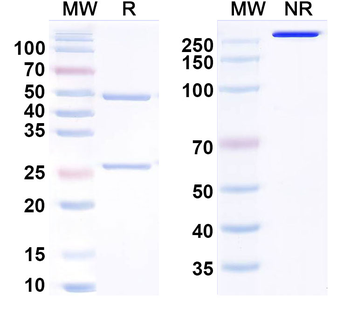 RG1/Mindin Human Monoclonal Antibody
