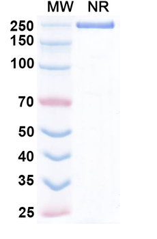 SCN9A/Nav1.7 Human Monoclonal Antibody