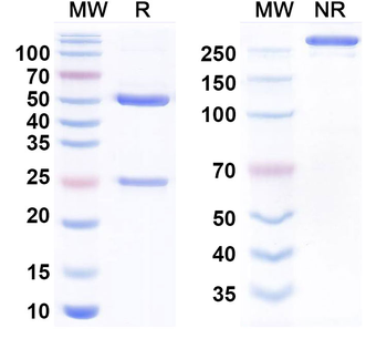 CTSS/Cathepsin S Human Monoclonal Antibody