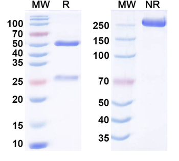 Fucosyl-GM1 Human Monoclonal Antibody