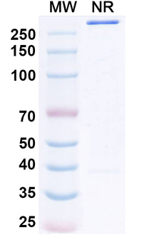Vislarafusp Alfa Monoclonal Antibody