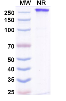Lucorafusp Alfa Human Monoclonal Antibody