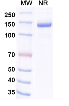 Invikafusp Alfa Human Monoclonal Antibody