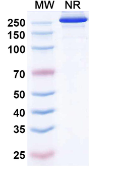 Etakafusp Alfa Human Monoclonal Antibody