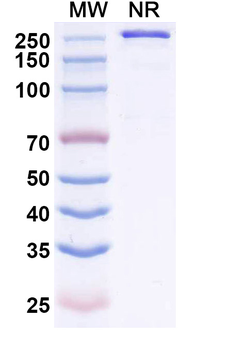 Zaltenibart Chimeric Monoclonal Antibody