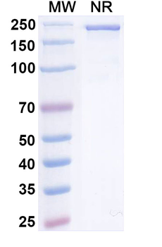 Tilatamig Human Monoclonal Antibody
