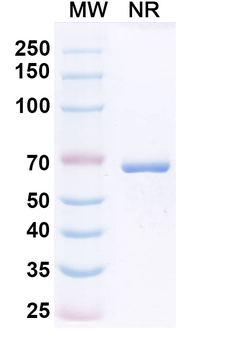 Podentamig Chimeric Monoclonal Antibody