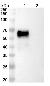 Pegrizeprument Chimeric Monoclonal Antibody