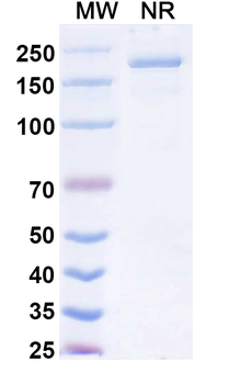 Opugotamig Chimeric Monoclonal Antibody