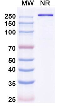Olintatug Chimeric Monoclonal Antibody