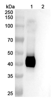 Obrixtamig Monoclonal Antibody