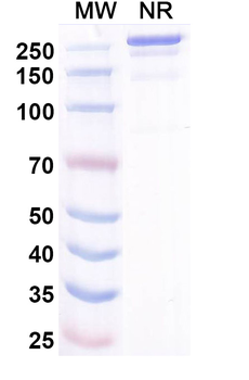 Misitatug Chimeric Monoclonal Antibody