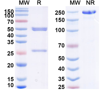 Linclatamig Human Monoclonal Antibody