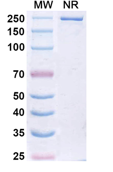 Libevitug Human Monoclonal Antibody
