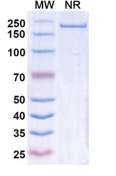 Etentamig Human Monoclonal Antibody