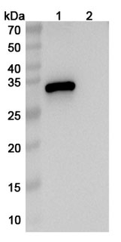 Etentamig Human Monoclonal Antibody