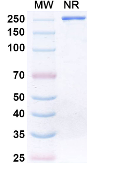 Donitabart Chimeric Monoclonal Antibody