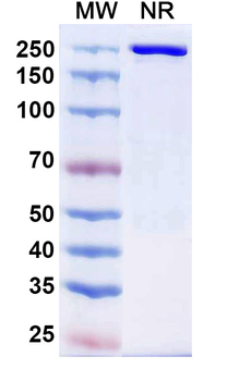 Cafelkibart Human Monoclonal Antibody
