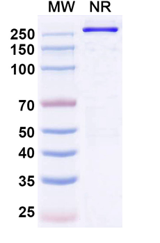 Denikitug Chimeric Monoclonal Antibody
