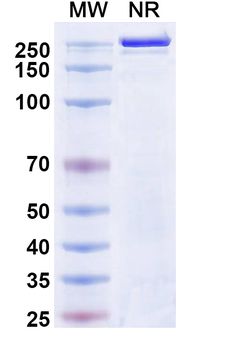 Atigotatug Human Monoclonal Antibody