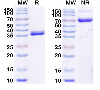 Povetacicept Monoclonal Antibody