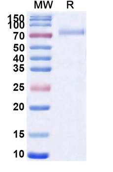 Sozinibercept Monoclonal Antibody