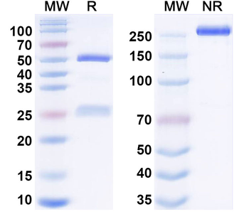 CD185/CXCR5 Human Monoclonal Antibody