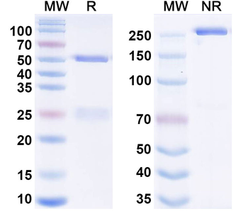 CD20/MS4A1 Chimeric Monoclonal Antibody