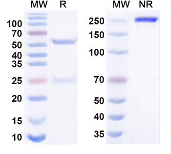 CD194/CCR4 Chimeric Monoclonal Antibody