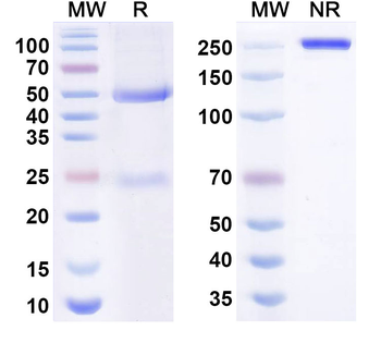Gal-3/Galectin-3 Human Monoclonal Antibody
